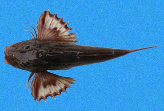 Prionotus ruscarius