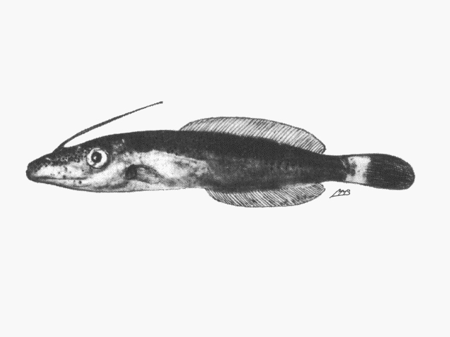 Pseudalutarius nasicornis