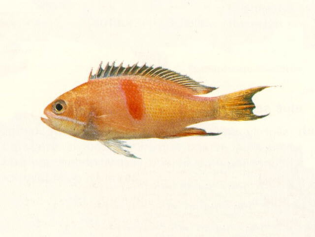 Pseudanthias rubrizonatus