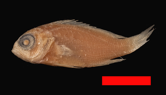 Pseudanthias rubrolineatus