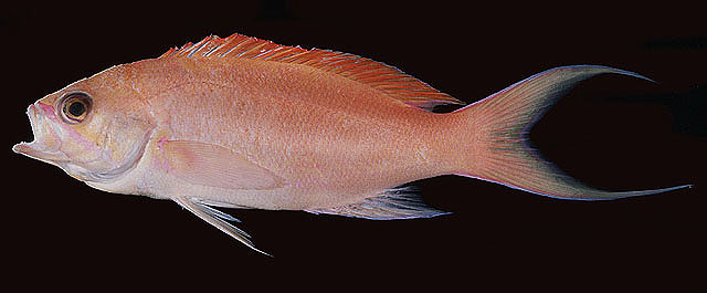 Pseudanthias thompsoni