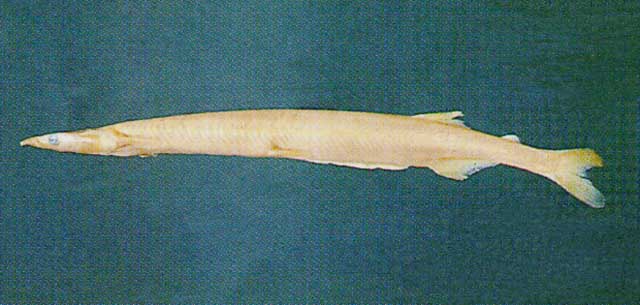 Salangichthys microdon