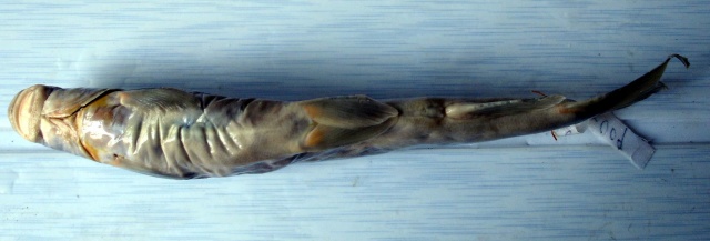 Schizothorax dulongensis
