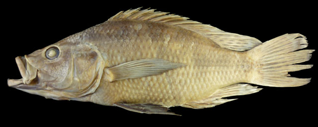 Serranochromis longimanus