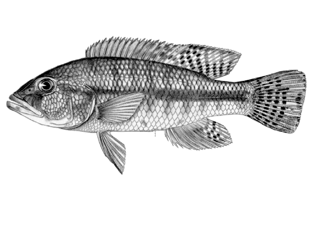 Serranochromis jallae