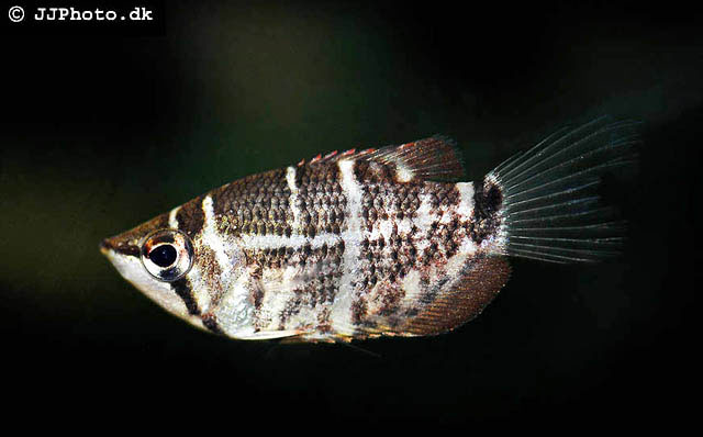 Sphaerichthys selatanensis