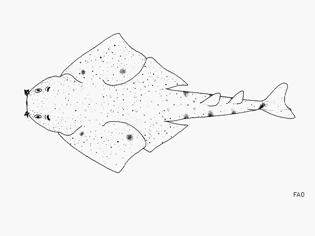 Squatina oculata