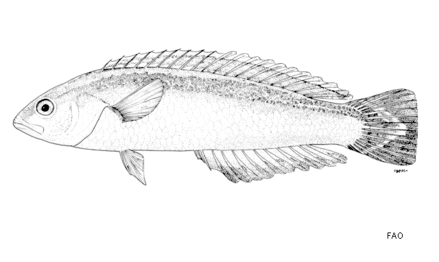 Suezichthys gracilis