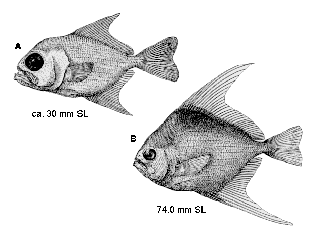 Taractichthys longipinnis