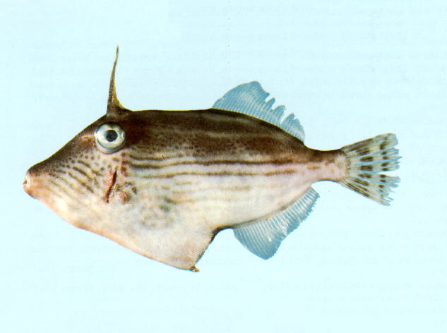 Thamnaconus striatus