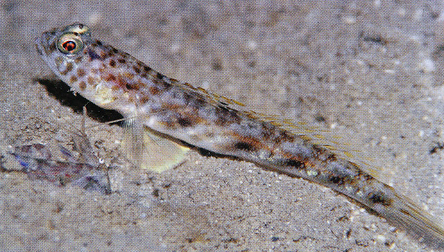 Tomiyamichthys lanceolatus