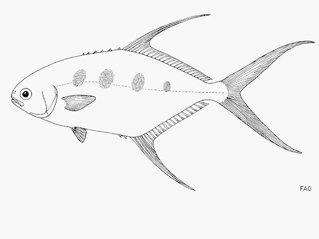 Trachinotus botla