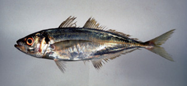 Trachurus japonicus