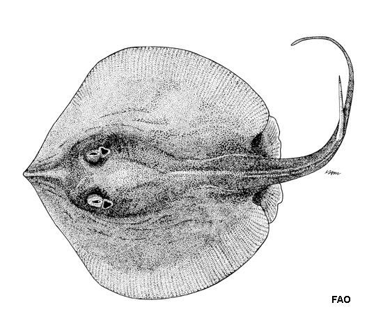 Spinilophus armatus