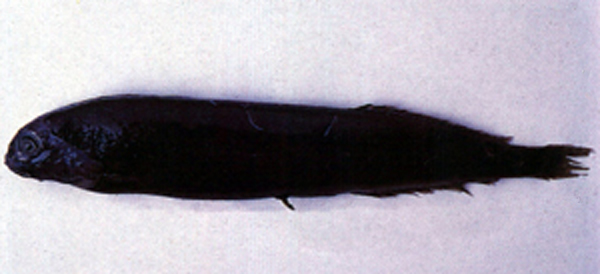 Xenodermichthys nodulosus