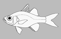 Image of Ambassis elongata (Elongate glassfish)