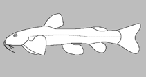 Image of Zaireichthys conspicuus (Blotched sand catlet)
