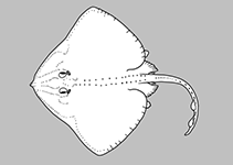 Image of Insentiraja subtilispinosa (Velvet skate)