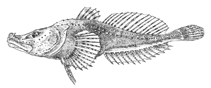 Image of Abyssocottus elochini 