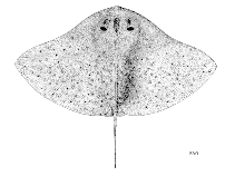 Image of Gymnura tentaculata (Tentacled butterfly ray)