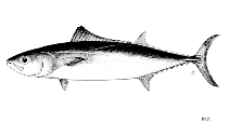 Image of Allothunnus fallai (Slender tuna)