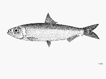 Image of Amblygaster clupeoides (Bleeker smoothbelly sardinella)