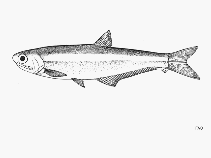 Image of Anchoa analis (Longfin Pacific anchovy)