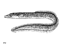 Image of Anguilla interioris (Highlands long-finned eel)