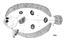 Image of Ancylopsetta kumperae (Foureyed flounder)