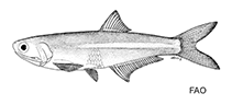 Image of Anchoa pectoralis (Bigfin anchovy)