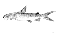 Image of Netuma proxima (Arafura catfish)