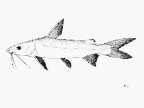 Image of Arius venosus (Veined catfish)