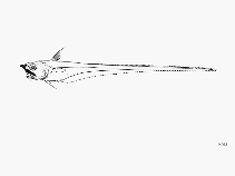 Image of Asthenomacrurus fragilis (Fragile grenadier)