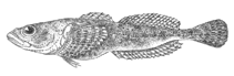 Image of Asprocottus pulcher 