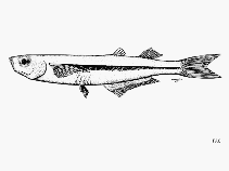 Image of Atherinella pachylepis (Thickscale silverside)