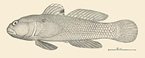 Image of Bathygobius panayensis 