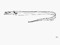 Image of Benthodesmus pacificus (North-Pacific frostfish)