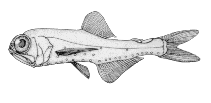 Image of Benthosema suborbitale (Smallfin lanternfish)