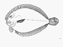 Image of Bothus constellatus (Pacific eyed flounder)