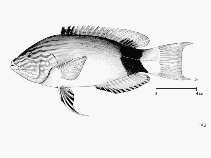 Image of Bodianus macrourus (Black-banded hogfish)
