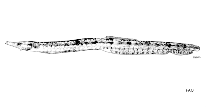 Image of Bryx analicarens (Pink pipefish)
