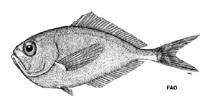 Image of Brama pauciradiata (Shortfin pomfret)