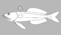 Image of Champsodon pantolepis 