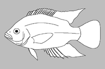 Image of Oreochromis angolensis 