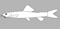 Image of Lepidocephalichthys irrorata (Loktak loach)