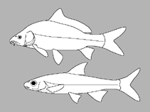 Image of Cheilobarbus capensis (Cape whitefish)