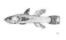 Image of Eugnathogobius kabilia 