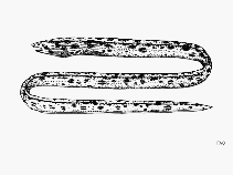 Image of Callechelys eristigma (Spotted ridgefin eel)