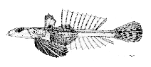 Image of Callionymus fluviatilis (River dragonet)