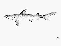 Image of Carcharhinus sealei (Blackspot shark)